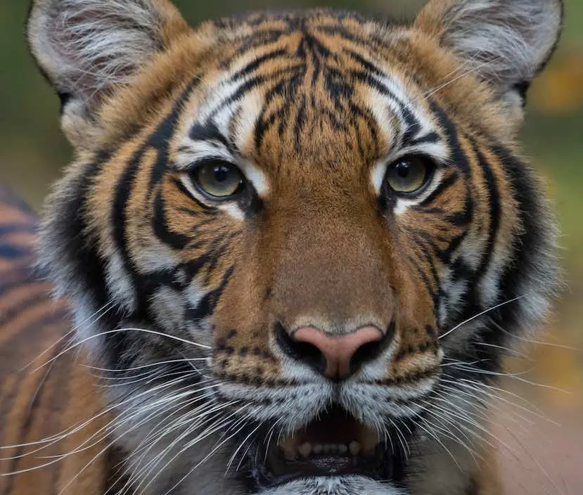 Un tigre d’un zoo de New York testé positif au coronavirus