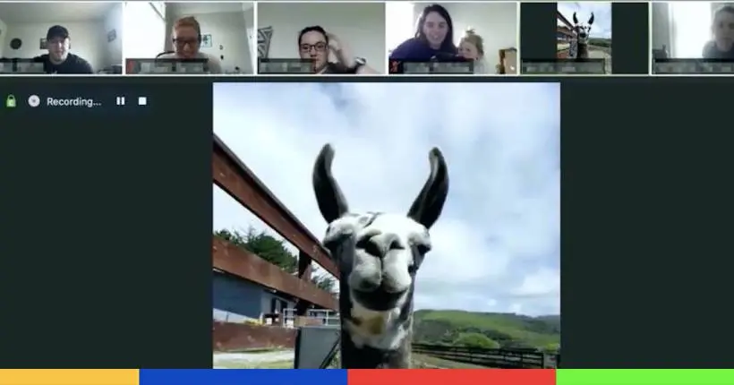 Visioconférences : picolez avec vos amis et invitez un lama