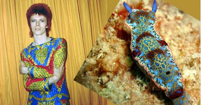 Un Tumblr s’amuse à associer des photos de David Bowie à de sublimes mollusques