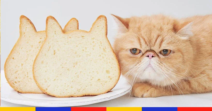 Cette boulangerie japonaise vend du pain en forme de chat