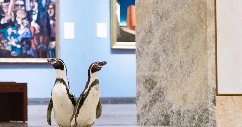 Visite surprise : que faisaient des pingouins dans un musée américain ?