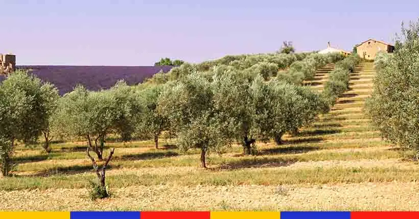 Sans surprise, l’huile d’olive est également menacée par le dérèglement climatique