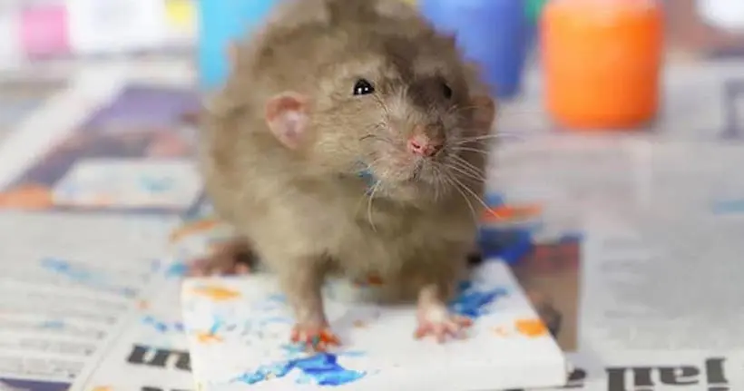 Des rats peintres affolent la Toile et croulent sous les commandes