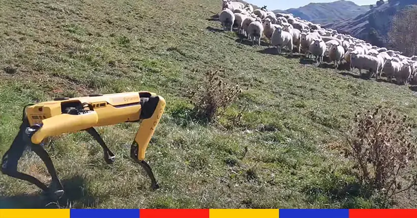 Vidéo : Ce chien-robot est peut-être le berger du futur