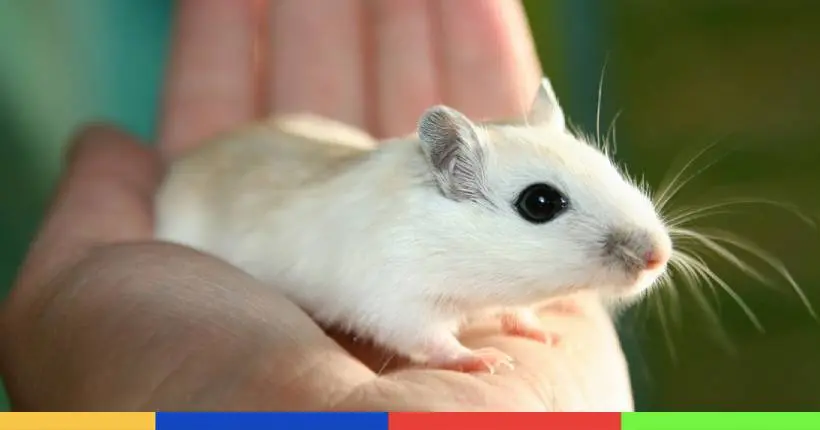 Des scientifiques ont mis 4 % de cellules humaines dans un embryon de souris