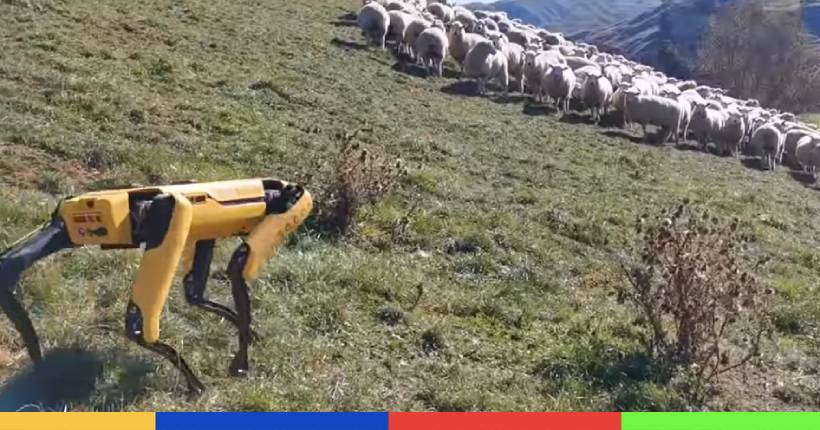 Vidéo : quand le robot Spot se prend pour un chien de berger