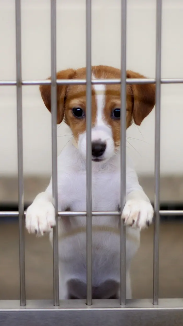 30 millions d’amis dénonce un décret qui autorise la revente d’animaux à des laboratoires