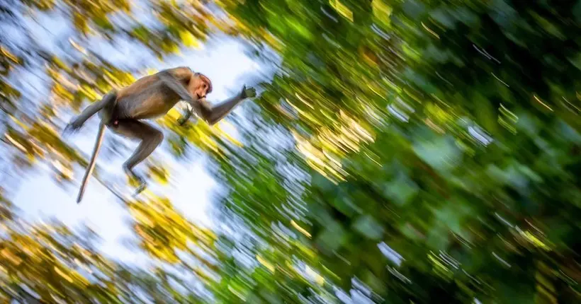 Les grandeurs et curiosités de la nature à travers le monde primées dans un concours photo