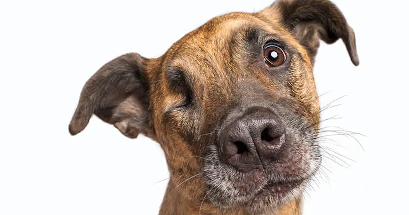 Cette photographe immortalise et sonde les émotions des chiens