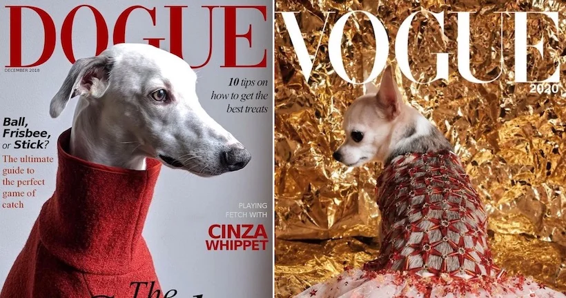 Le #VogueChallenge a maintenant sa version canine (et c’est très drôle)