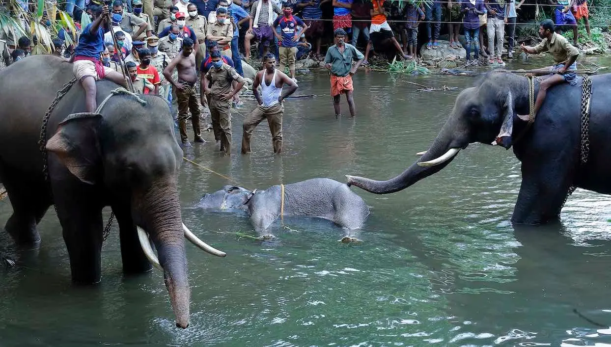 Inde : une femelle éléphant meurt après avoir mangé un fruit piégé avec des pétards