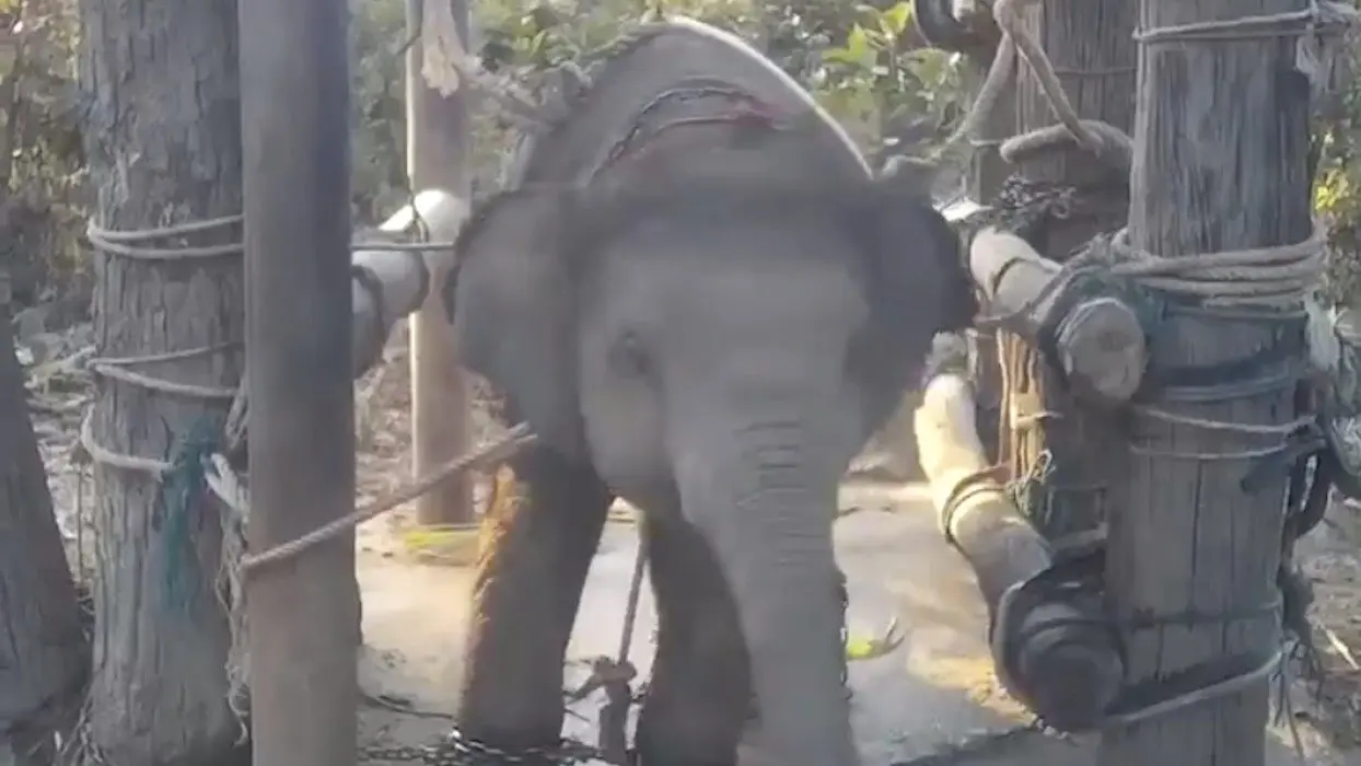 Thaïlande : des images du cruel dressage des éléphants “à touristes” dévoilées