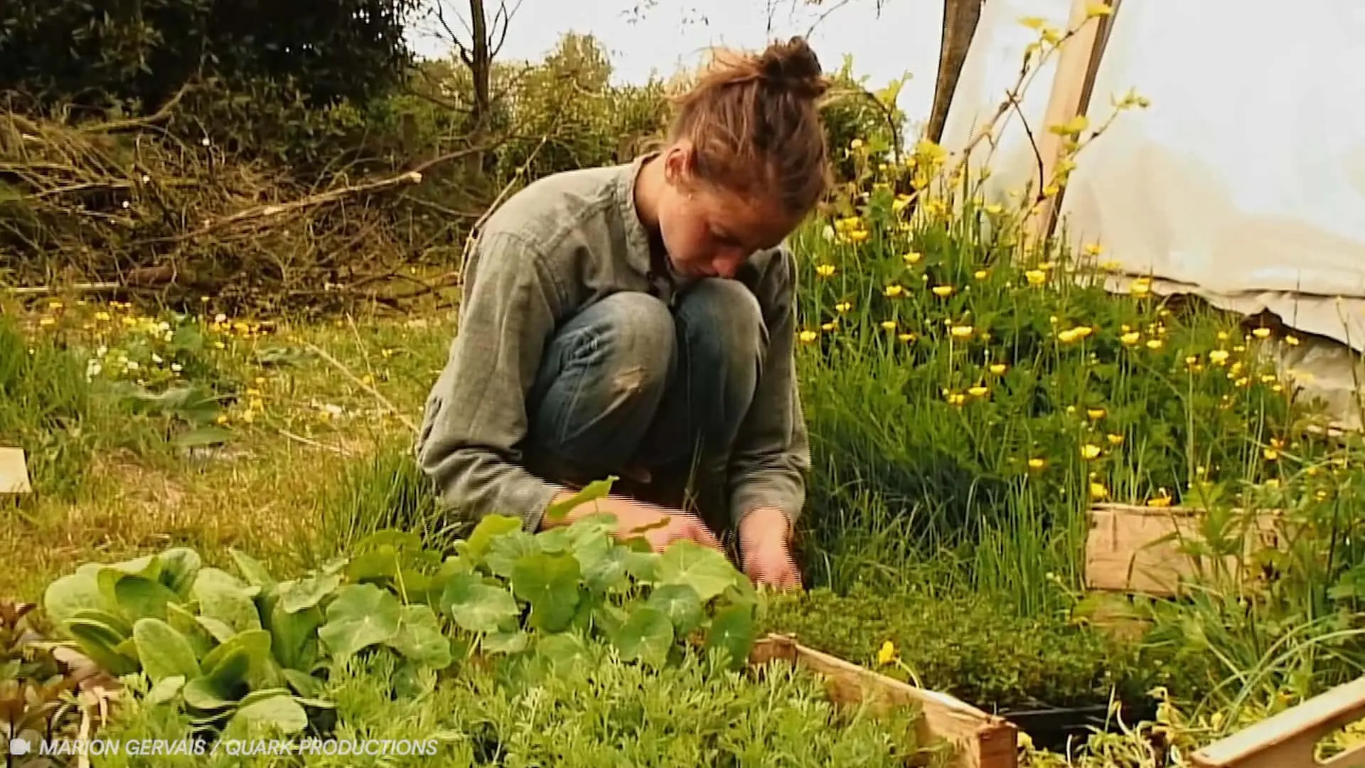 Vidéo : Se soigner avec les plantes