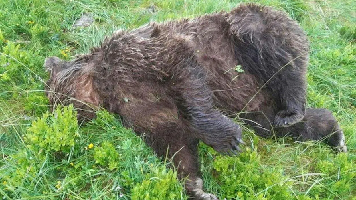 Un ours tué par balles en Ariège : l’État va porter plainte