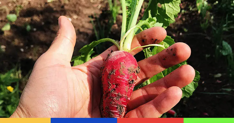 Direct Potager, la plateforme qui invite le potager du voisin dans votre assiette