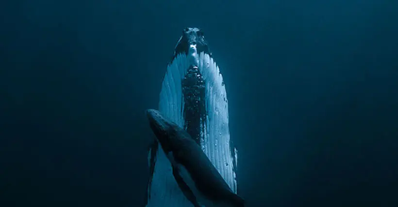 Une photo d’un câlin entre une baleine à bosse et son bébé a remporté un prix