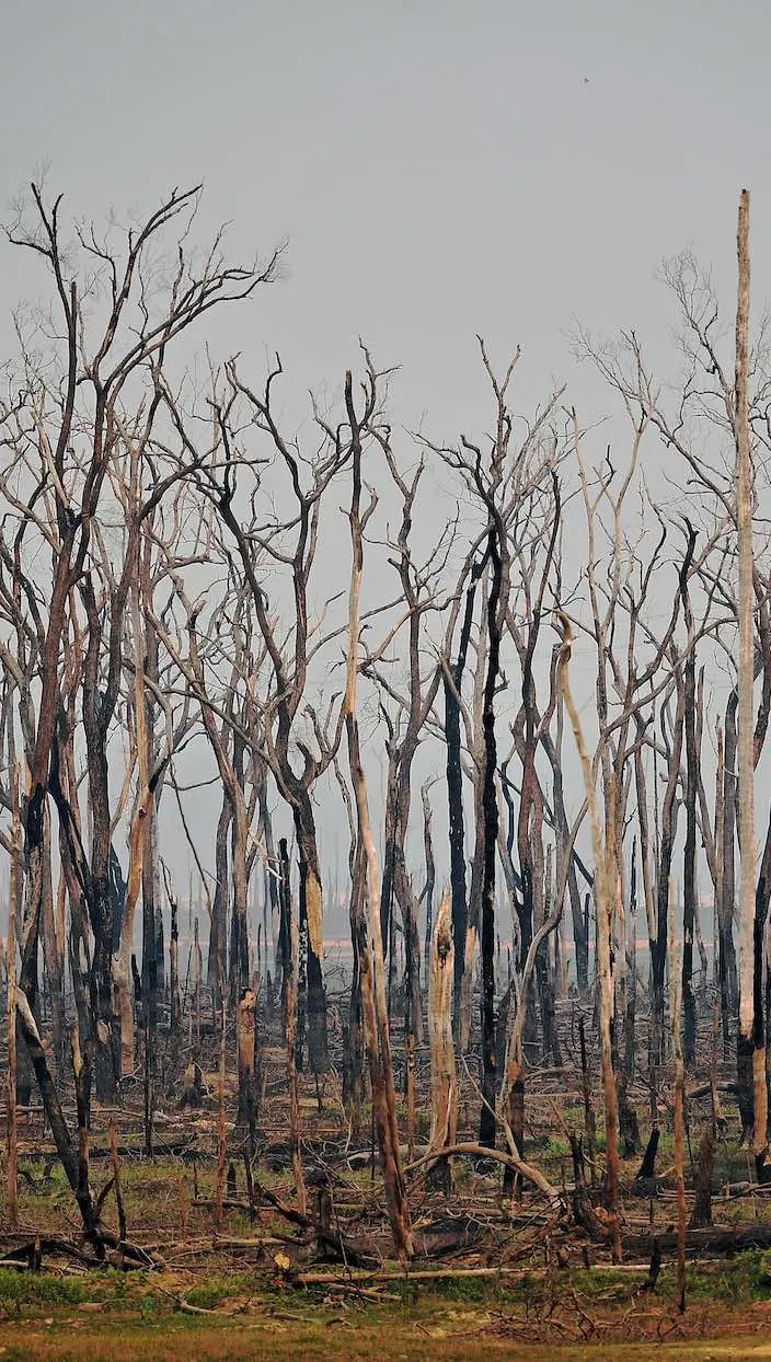 Brésil : déforestation record de l’Amazonie au premier semestre 2020