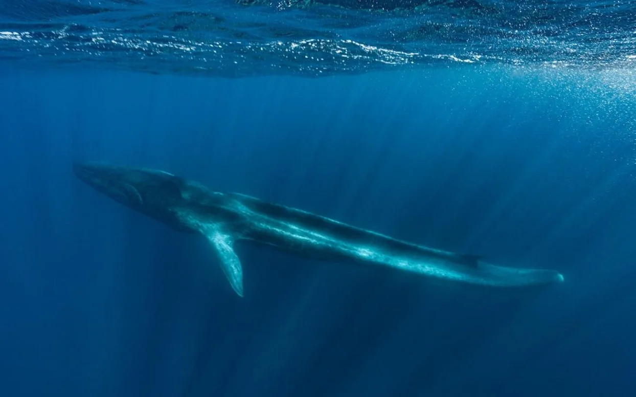 Fluker, la baleine blessée par l’homme, est “à l’agonie” en Méditerranée