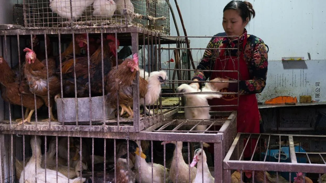 Chine : l’abattage et la vente de volailles vivantes bientôt supprimés sur les marchés