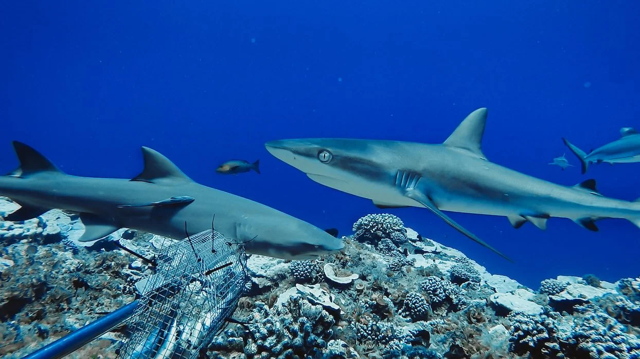 Environnement : un déclin “très inquiétant” des requins dans le monde