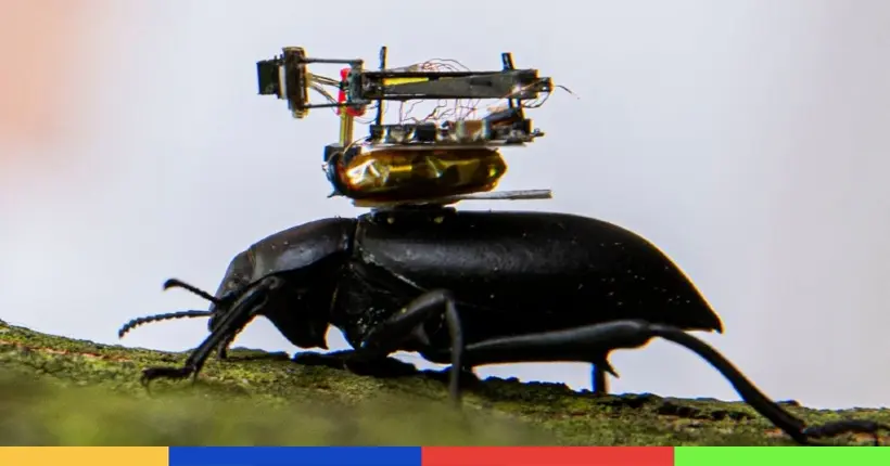 Cette minuscule caméra permet de voir le monde à travers les yeux d’un scarabée