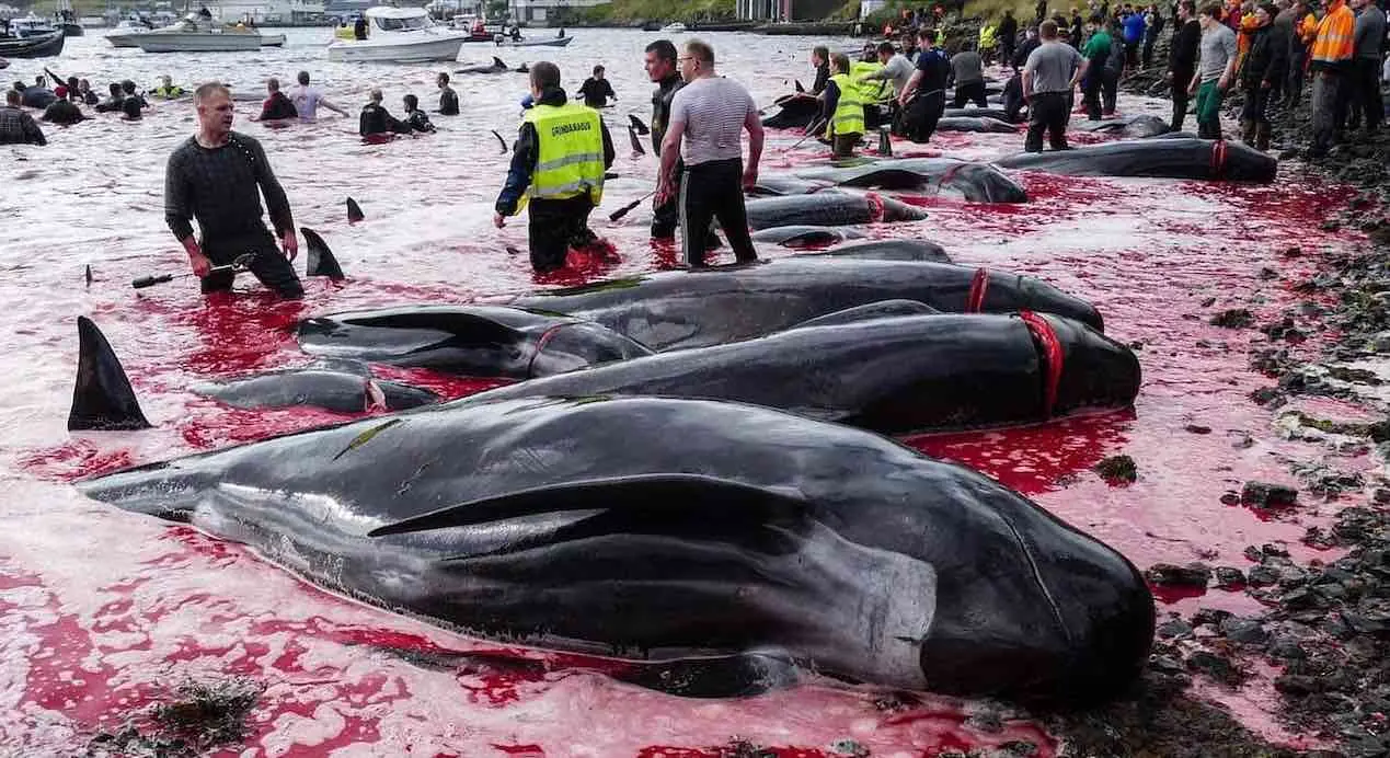 Aux îles Féroé, la chasse aux dauphins a repris malgré la Covid