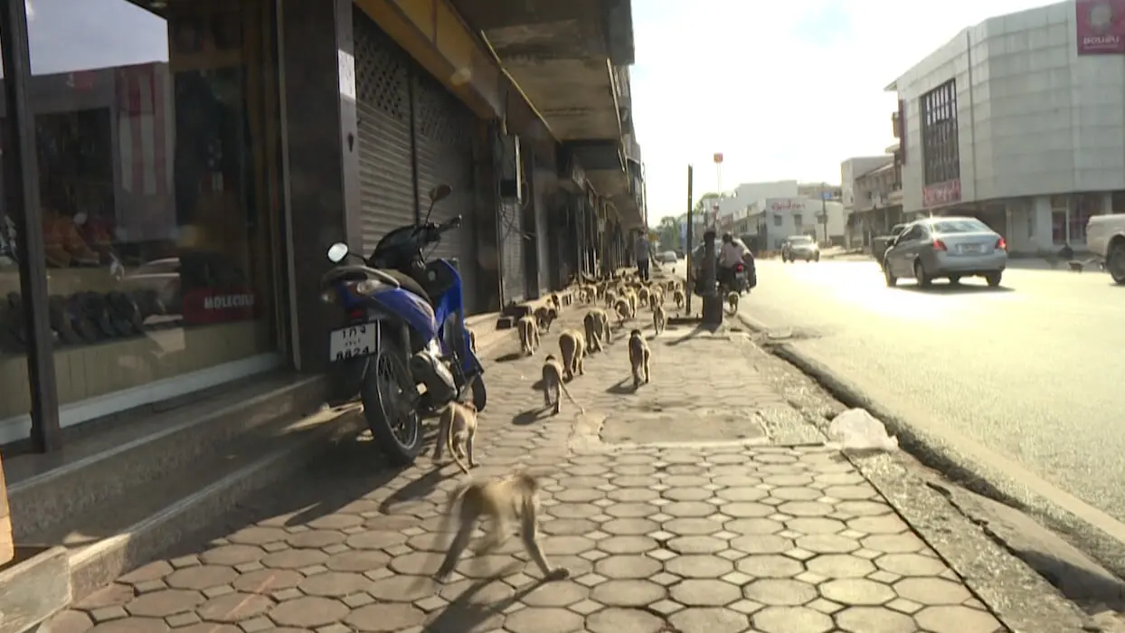 Vidéo : cette ville thaïlandaise est envahie par les singes