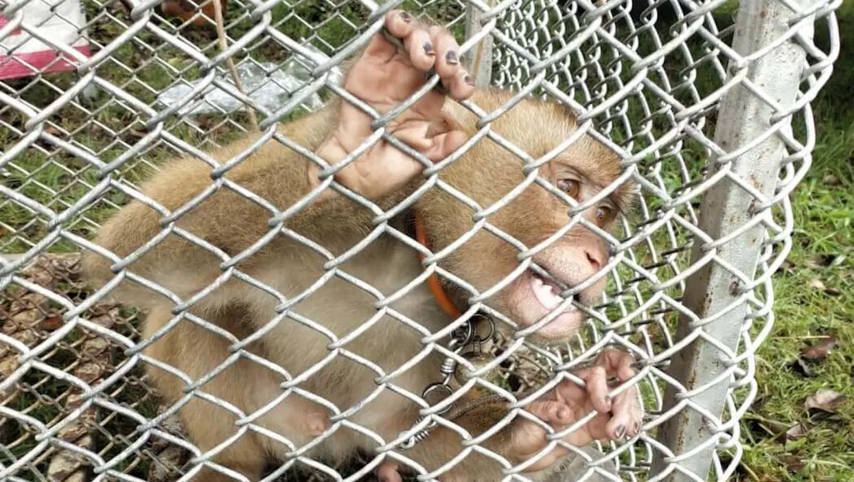 Thaïlande : PETA dévoile des images de l’exploitation de singes cueilleurs de noix de coco