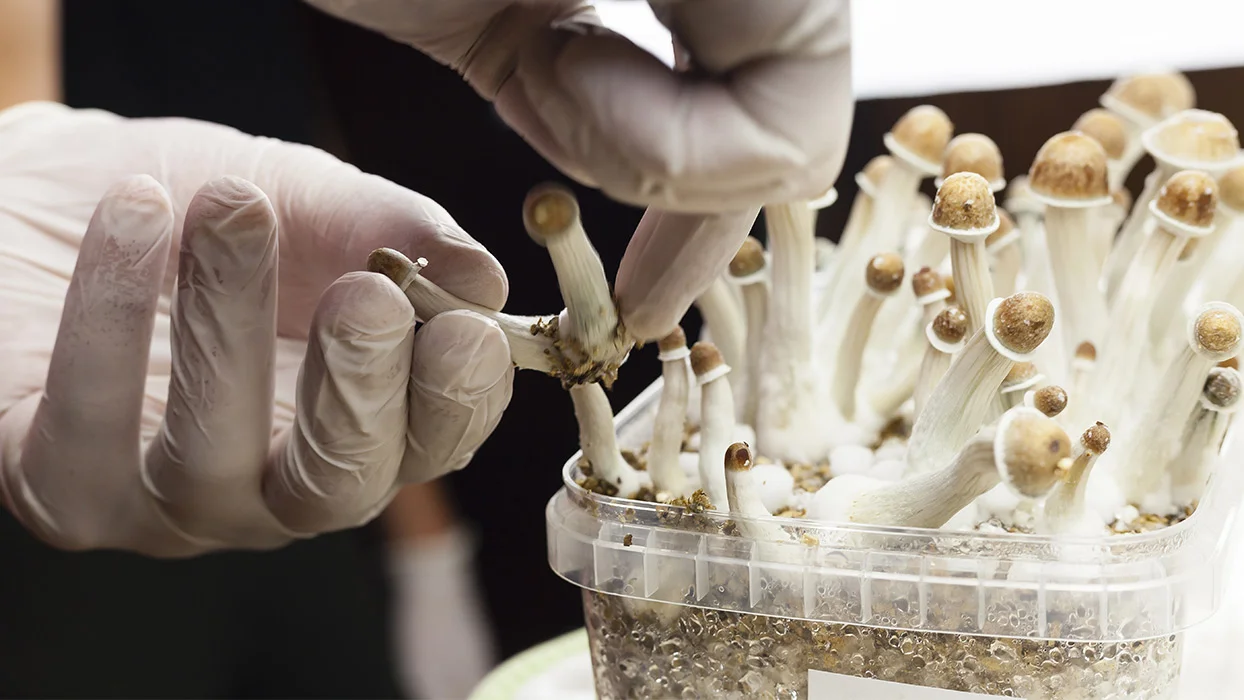 Des champignons hallucinogènes pour des malades en fin de vie au Canada