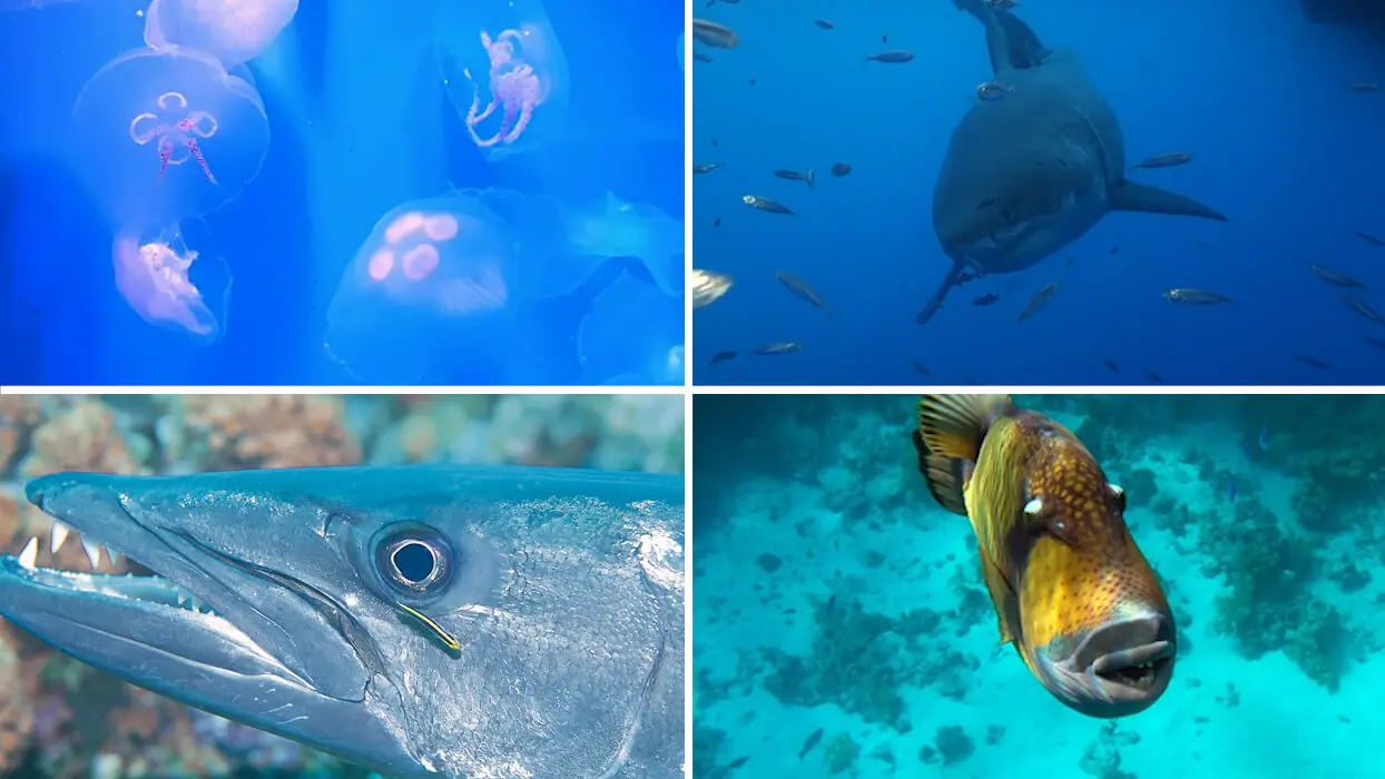 Vidéo : si vous croisez ces poissons cet été, voici comment réagir