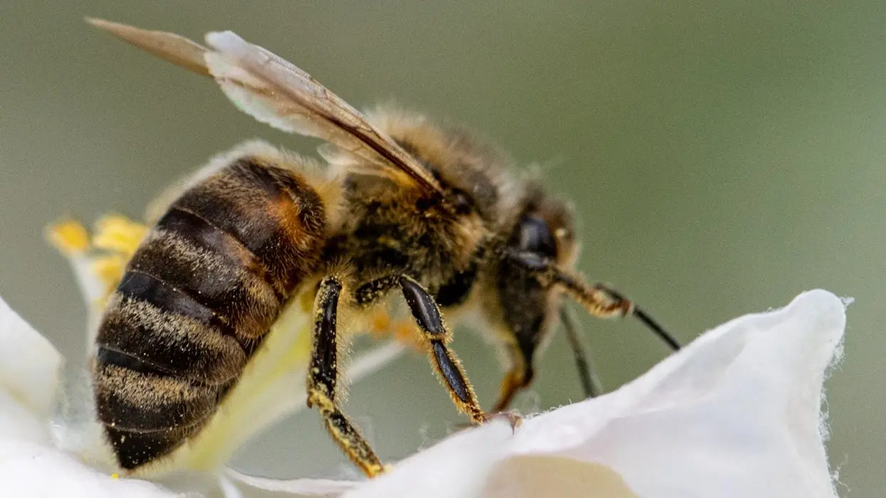 Des bulles de savon pollinisatrices : une alternative aux abeilles en voie d’extinction ?