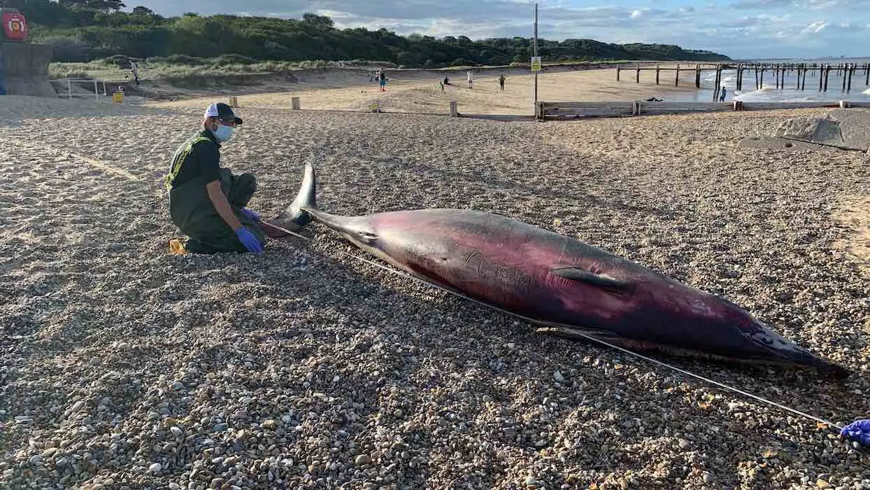 Des exercices militaires responsables de la mort de 29 baleines en mer du Nord ?