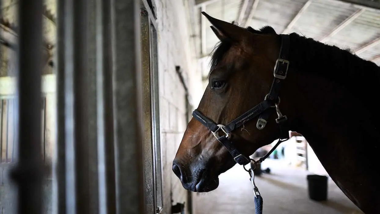 Mutilations de chevaux : mystère autour d’une série noire qui traverse la France