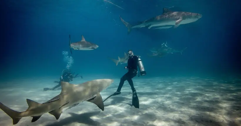 Un grand requin blanc a été immortalisé lors d’un saut de plus de 4 mètres