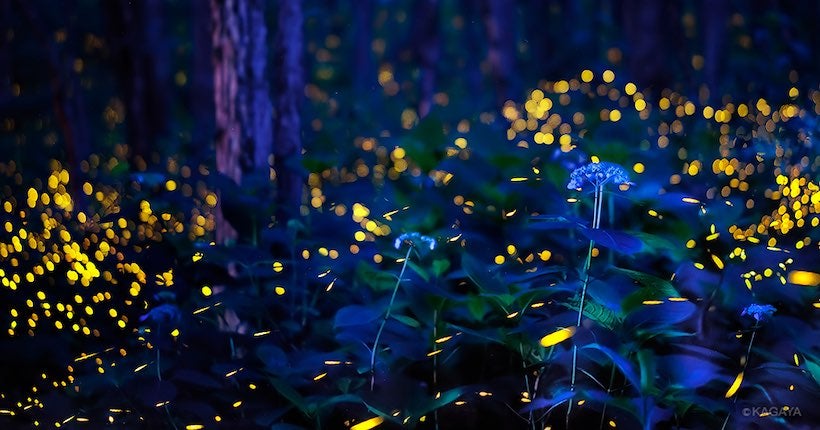 En images : des lucioles lumineuses enchantent une forêt japonaise