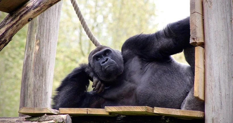 Le gorille le plus rare au monde pris en photo pour la première fois au Nigeria