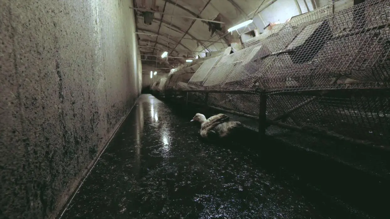 Vidéo : le pire élevage jamais découvert par L214