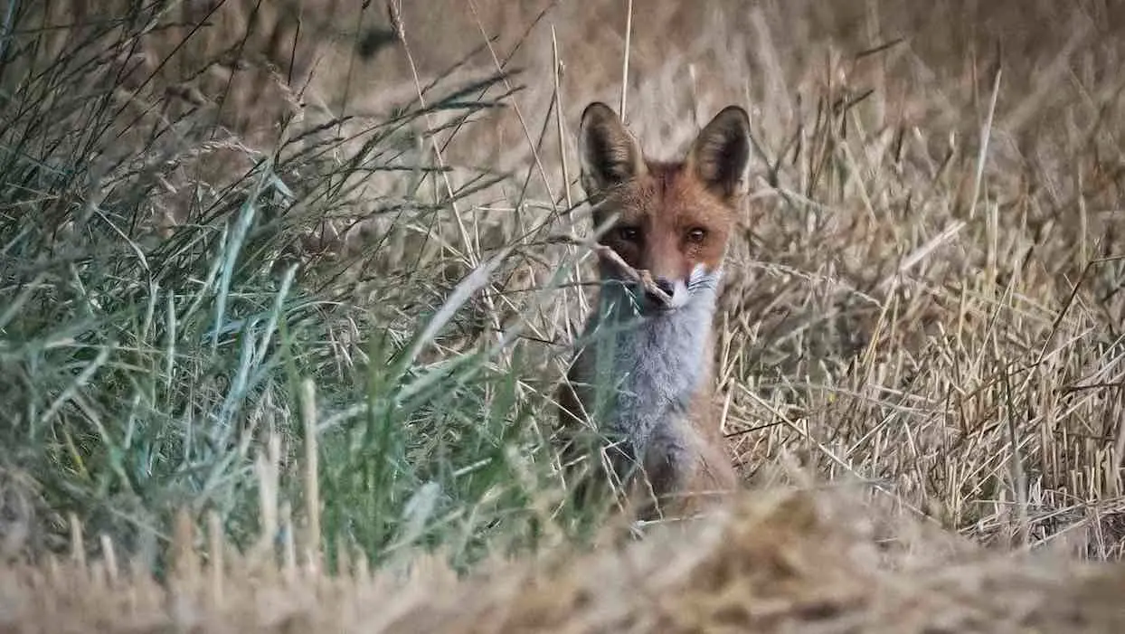 Eure : un arrêté autorisant l’abattage de renards annulé