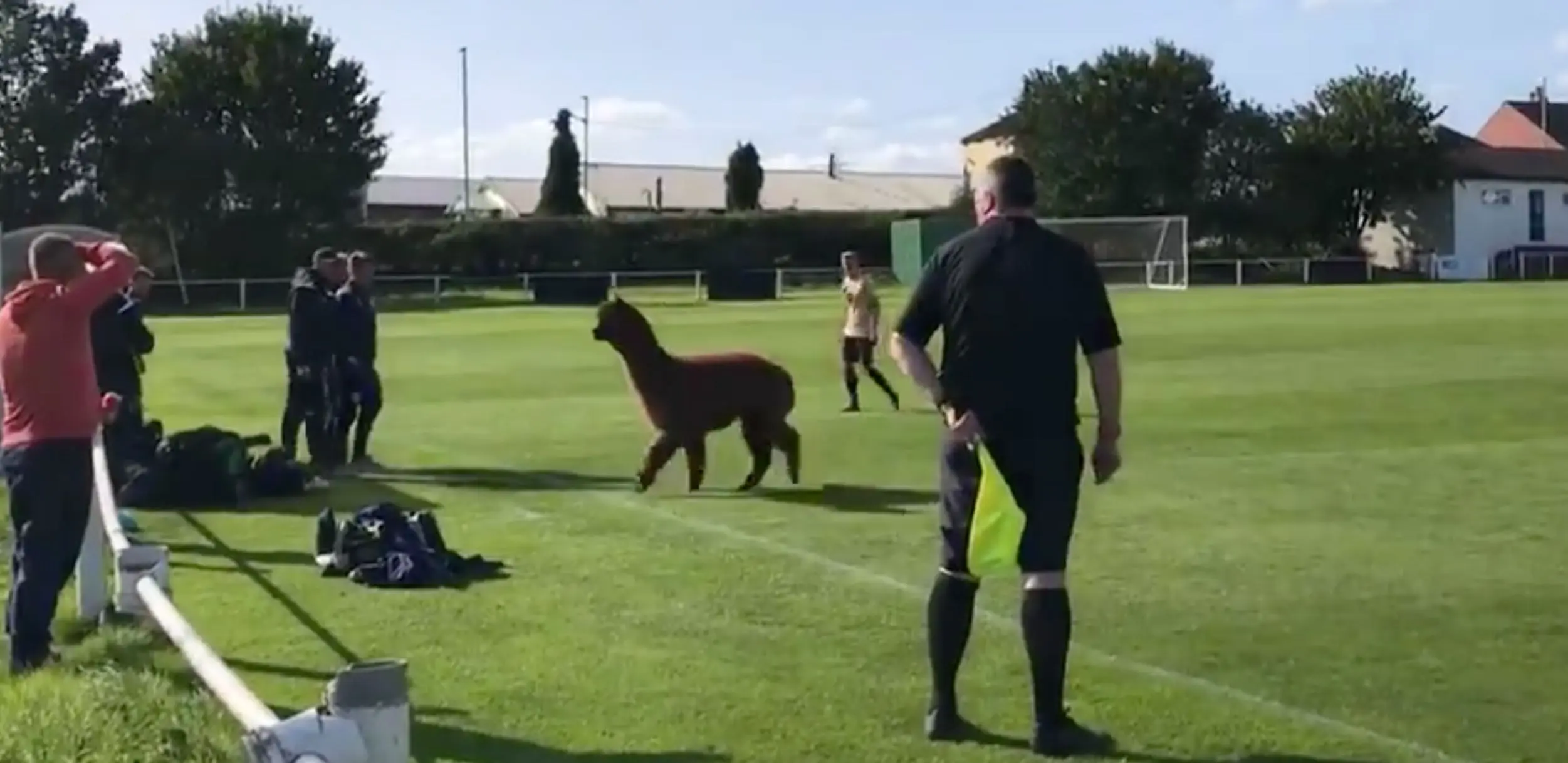 Vidéo : le week-end dernier, un alpaga s’est essayé au football en Angleterre