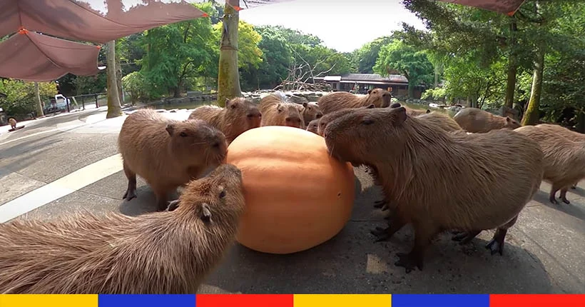 Croc croc : ces joyeux capybaras mangent une citrouille en ASMR