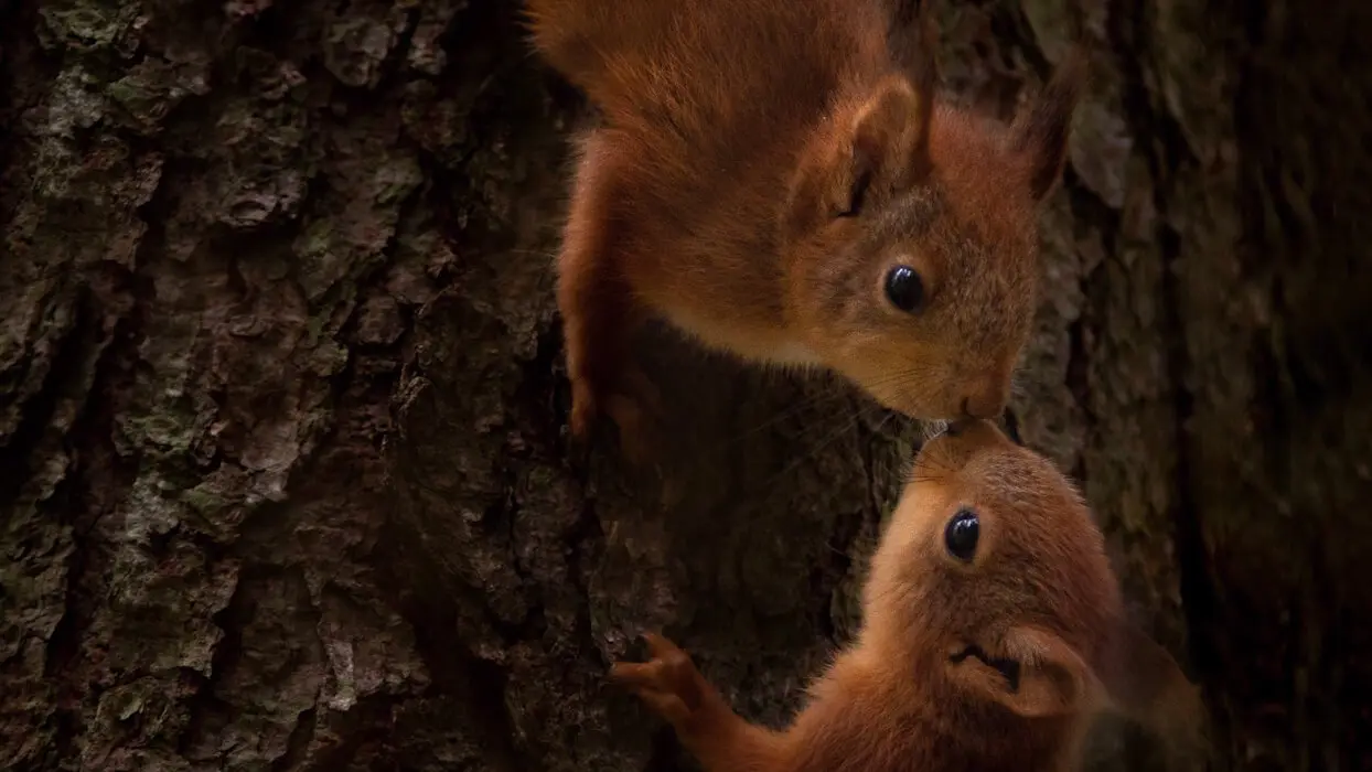 Vidéo : “Je me suis occupée de 4 bébés écureuils après la mort de leur maman”