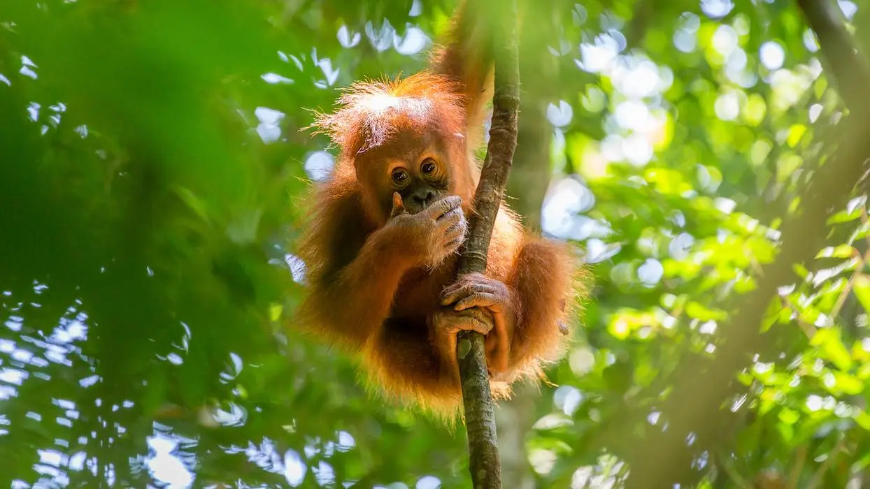 Le monde a perdu deux tiers de ses populations d’animaux sauvages en moins de 50 ans