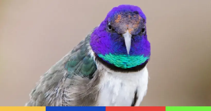 Équateur : un colibri émerveille la science avec son chant de contre-ténor