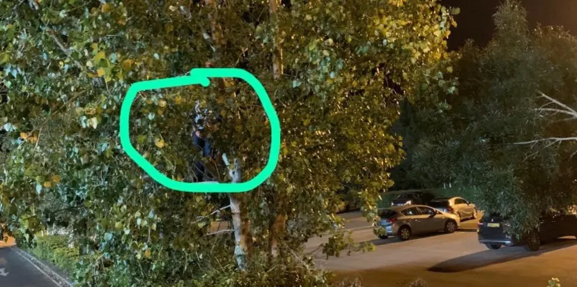 Pendant un huis clos, ils s’installent dans un arbre pour voir la victoire de leur club