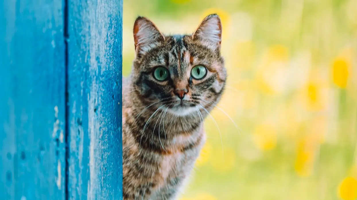Loi sur le bien-être animal : un amendement veut faire du chat une “espèce nuisible”
