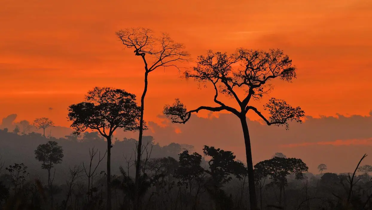 Près de 40 % de la forêt amazonienne risque de devenir savane, selon une étude