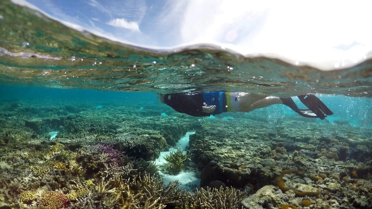 Climat : la moitié des coraux de la Grande Barrière a disparu en 25 ans
