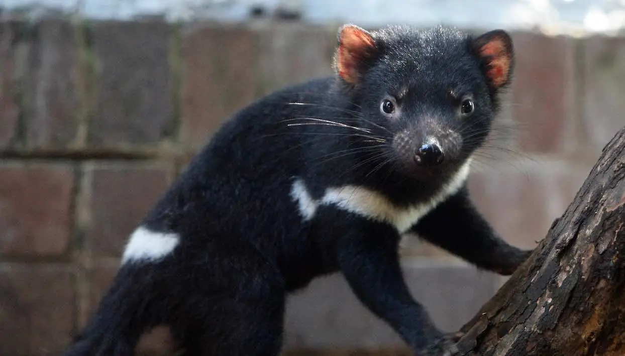 Des diables de Tasmanie réintroduits en Australie continentale, 3 000 ans après