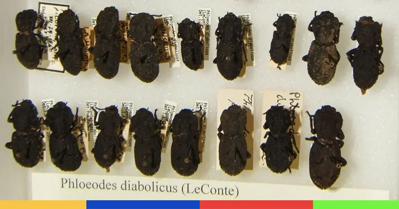 Des scientifiques ont percé les secrets du scarabée “indestructible”