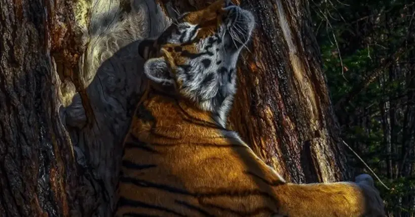 La photo touchante d’un tigre enlaçant un arbre a été récompensée par un concours